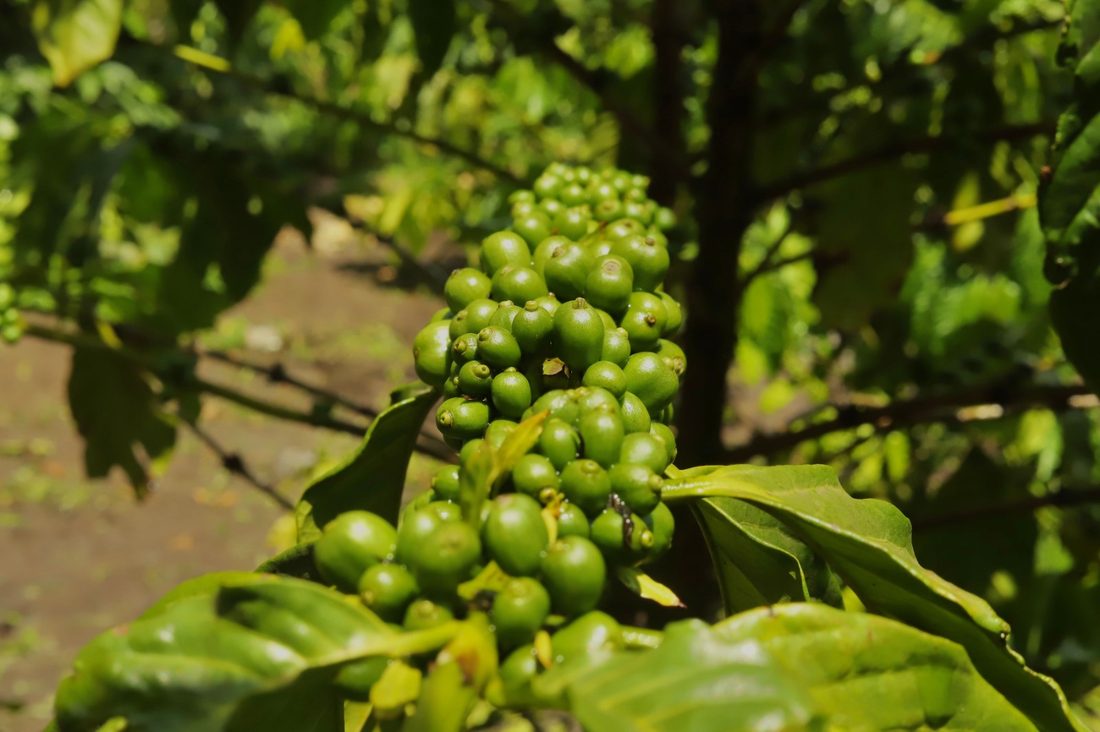Green coffee cherries ripening on a branch
