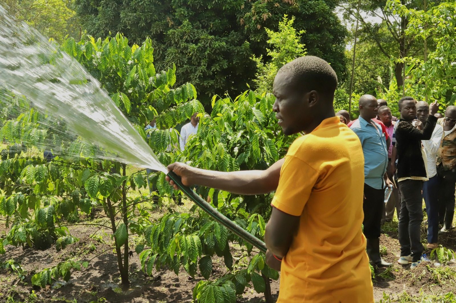 A farmer sprays water from a hose over coffee plants while a group of people looks on